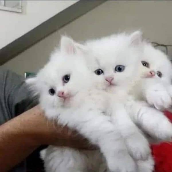 Extreme quality Persian triple coated kittens looking for new home 6