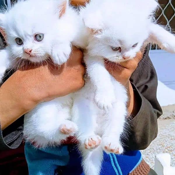 Extreme quality Persian triple coated kittens looking for new home 7