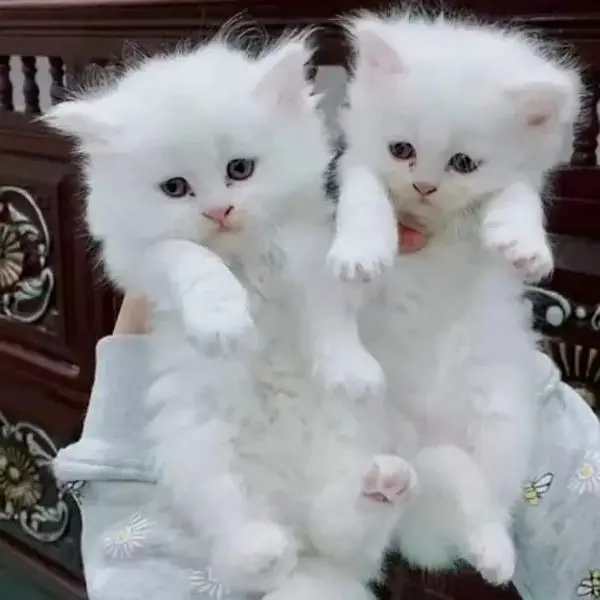 Extreme quality Persian triple coated kittens looking for new home — photo 8