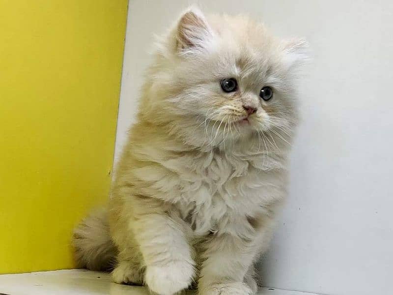 Extreme quality Persian triple coated kittens looking for new home 9