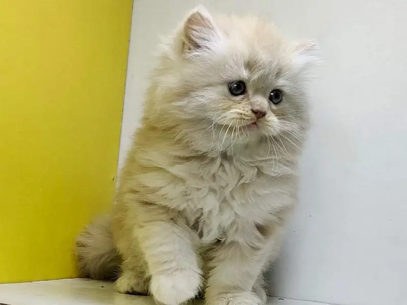 Extreme quality Persian triple coated kittens looking for new home — photo 9