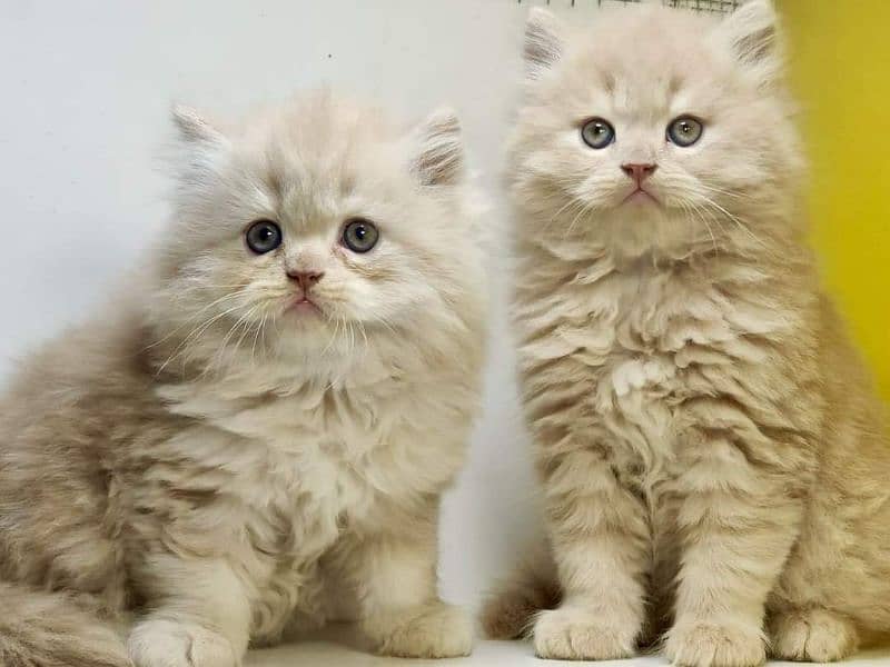 Extreme quality Persian triple coated kittens looking for new home 10