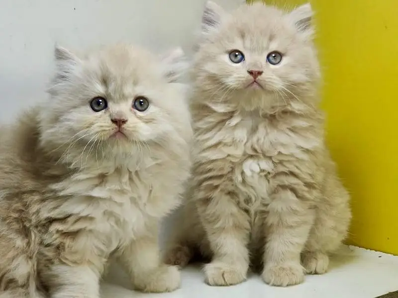 Extreme quality Persian triple coated kittens looking for new home — photo 11