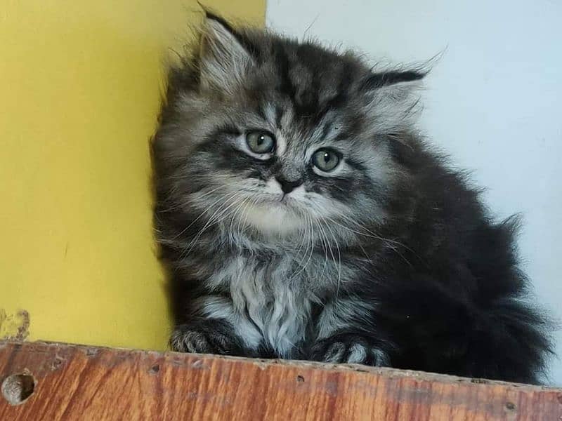 Extreme quality Persian triple coated kittens looking for new home 12