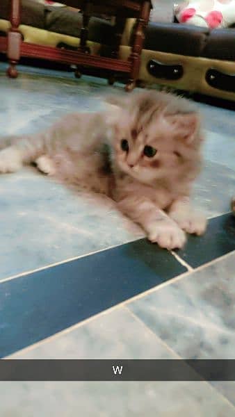 persian fluffy kitten 0