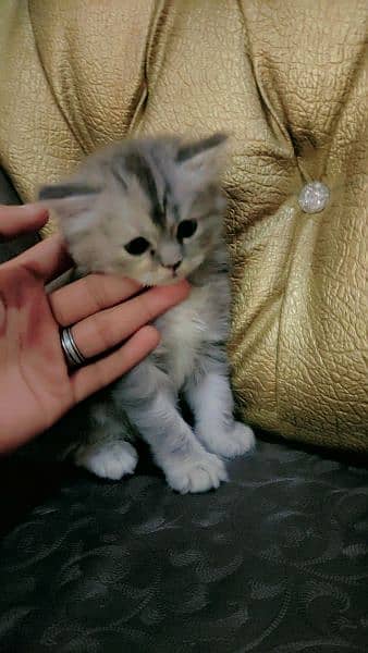 persian fluffy kitten 1