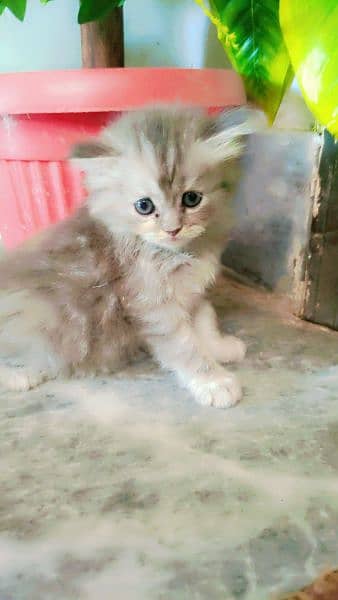 persian fluffy kitten 2