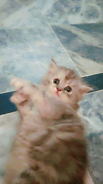 persian fluffy kitten 4