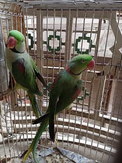 raw parrots