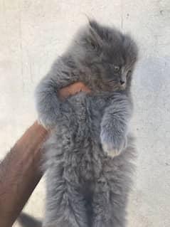 grey colo pure breed punch face kittens