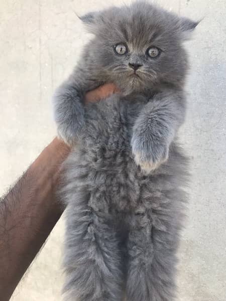 grey colo pure breed punch face kittens 1