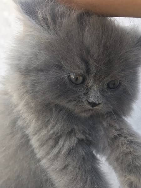 grey colo pure breed punch face kittens 2