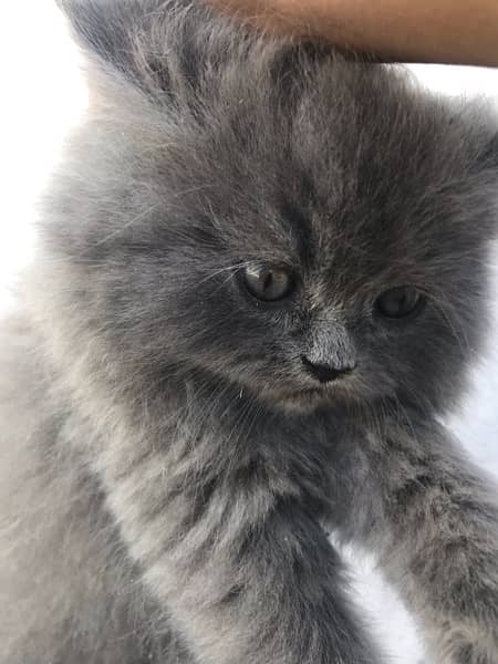 grey colo pure breed punch face kittens 4