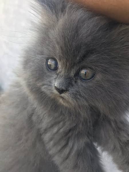 grey colo pure breed punch face kittens 5