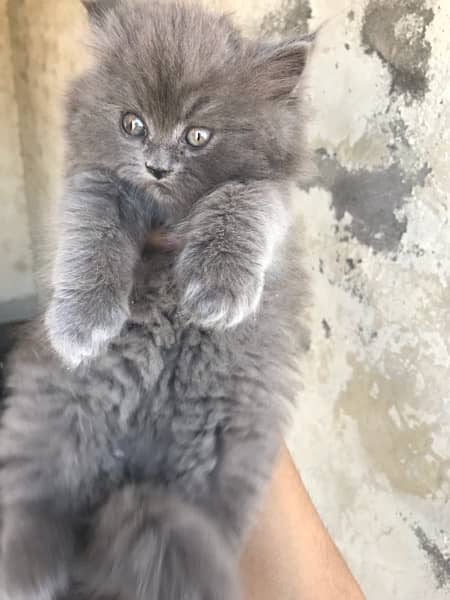 grey colo pure breed punch face kittens 6