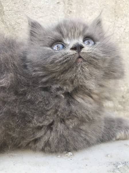 grey colo pure breed punch face kittens 8