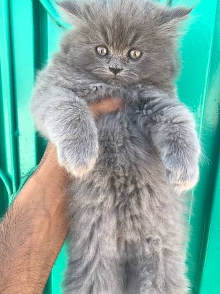 grey colo pure breed punch face kittens 9