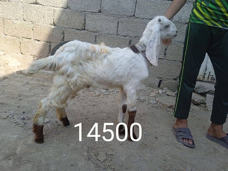 Crose bakra 03145387877 3