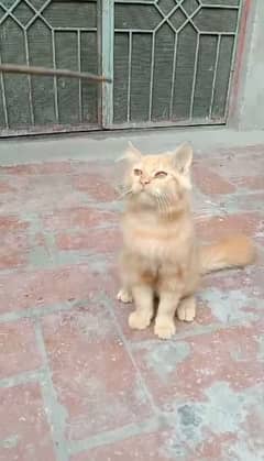 "Persian Male Cat for Sale: Triple coated, Elegant, Purebred Companion