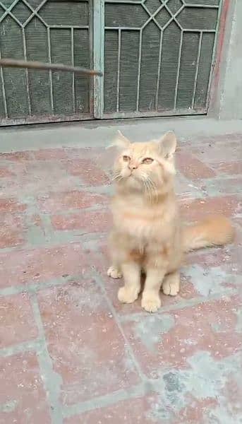 "Persian Male Cat for Sale: Triple coated, Elegant, Purebred Companion 0