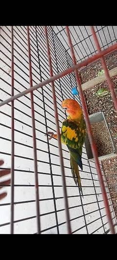 sunconure+ 1.5 by 1.5 cage