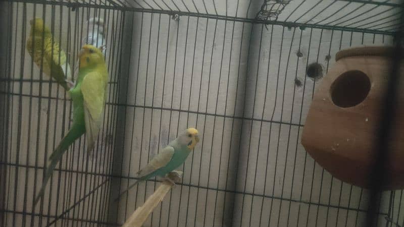 rainbow budgies pair ready to breed for sale 0