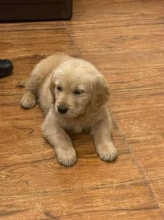 Golden Retriever pups 0