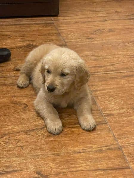 Golden Retriever pups 0