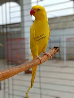 Yellow Ringneck Female Adult Breeding