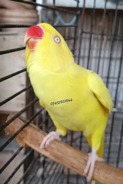 Yellow Ringneck Female Adult Breeding 1