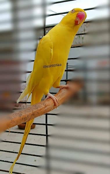 Yellow Ringneck Female Adult Breeding 3