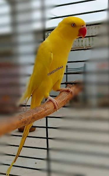 Yellow Ringneck Female Adult Breeding 4