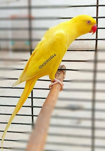 Yellow Ringneck Female Adult Breeding 5