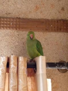 Green rig_neck parrot for sale 0