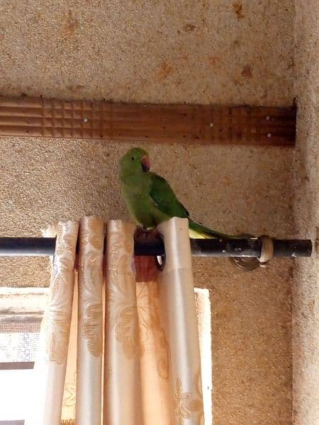 Green rig_neck parrot for sale 1