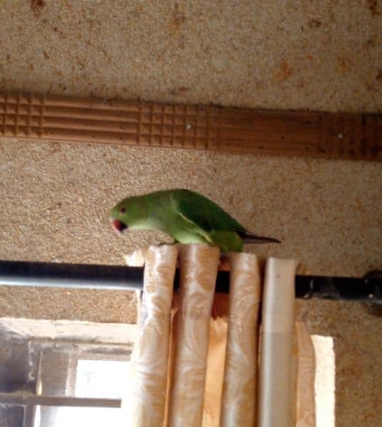 Green rig_neck parrot for sale 2