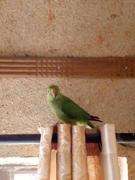 Green rig_neck parrot for sale 3