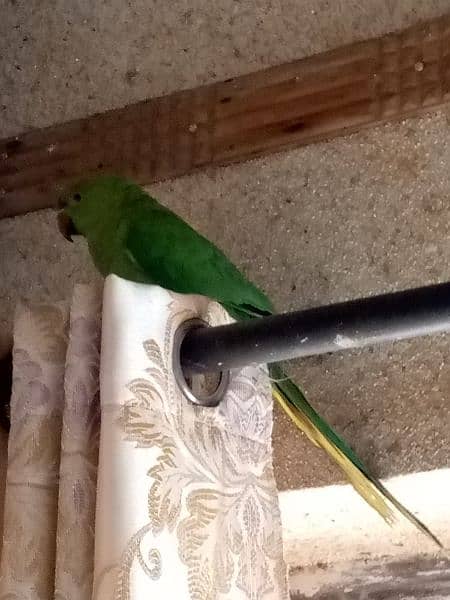 Green rig_neck parrot for sale 4