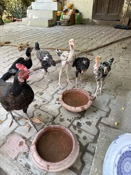 Jawa Aseel Chicks | Aseel | Healthy Pathay | Jawa Breed 9