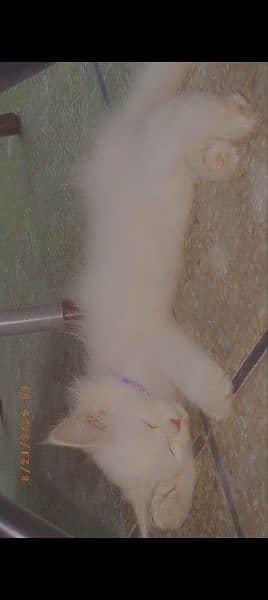 Cute Persian Cat 3 months 1