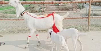 2 Bachon Wali Bakri Rajanpuri Sale Call 03460421993 0