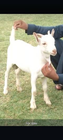 Gulabi bakra