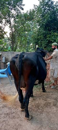 Frisien Cross Cow(Pregnant)