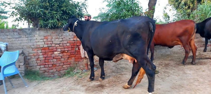 Frisien Cross Cow(Pregnant) 3