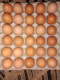 Fresh farm eggs , Lohman Brown