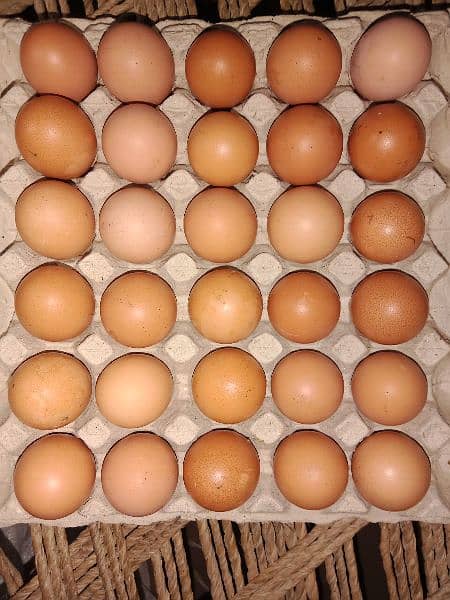 Fresh farm eggs , Lohman Brown 0