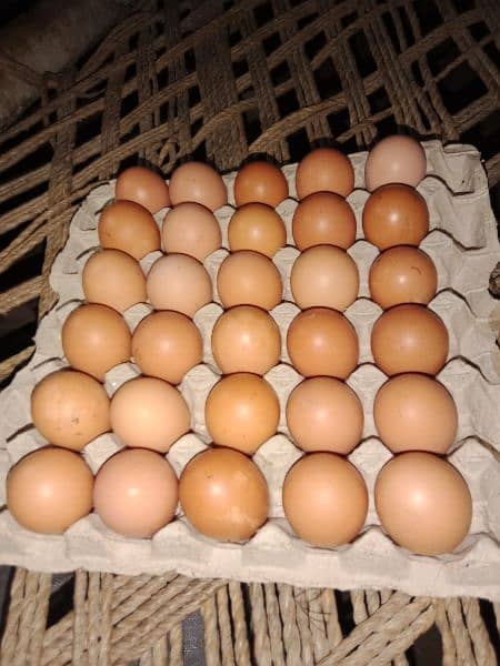 Fresh farm eggs , Lohman Brown 1