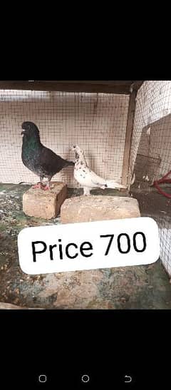 breeder pair hai mera pas