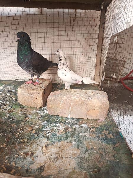 breeder pair hai mera pas 1