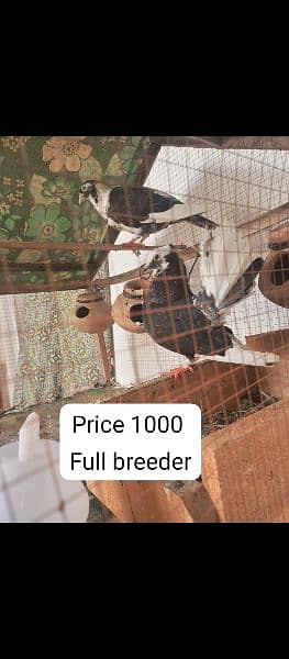 breeder pair hai mera pas 5